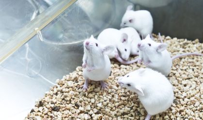 Por que a ciência utiliza camundongos em suas pesquisas?
