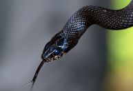 Saiba o que fazer e o que evitar diante de uma picada de cobra
