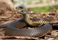 Saiba o que fazer e o que evitar se encontrar uma cobra em casa