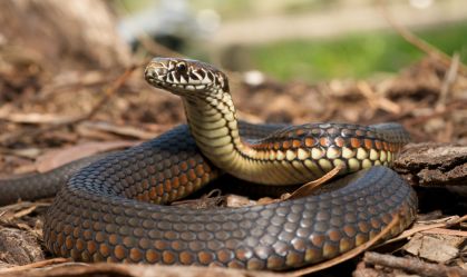 Saiba o que fazer e o que evitar se encontrar uma cobra em casa