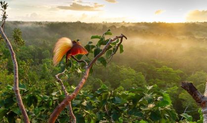 Por que um fotógrafo da vida selvagem tirou 40 mil fotos para capturar aves extraordinárias