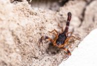 Cientistas descrevem composição do veneno do escorpião-marrom pela primeira vez