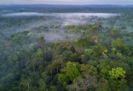 Amazônia vale sete vezes mais em pé, cerca de R$ 1,5 tri por ano, diz Banco Mundial