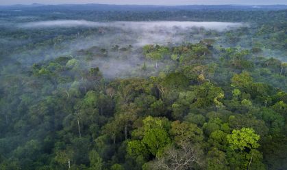 Quanto da floresta amazônica já foi desmatado? Quanto ela "vale"?