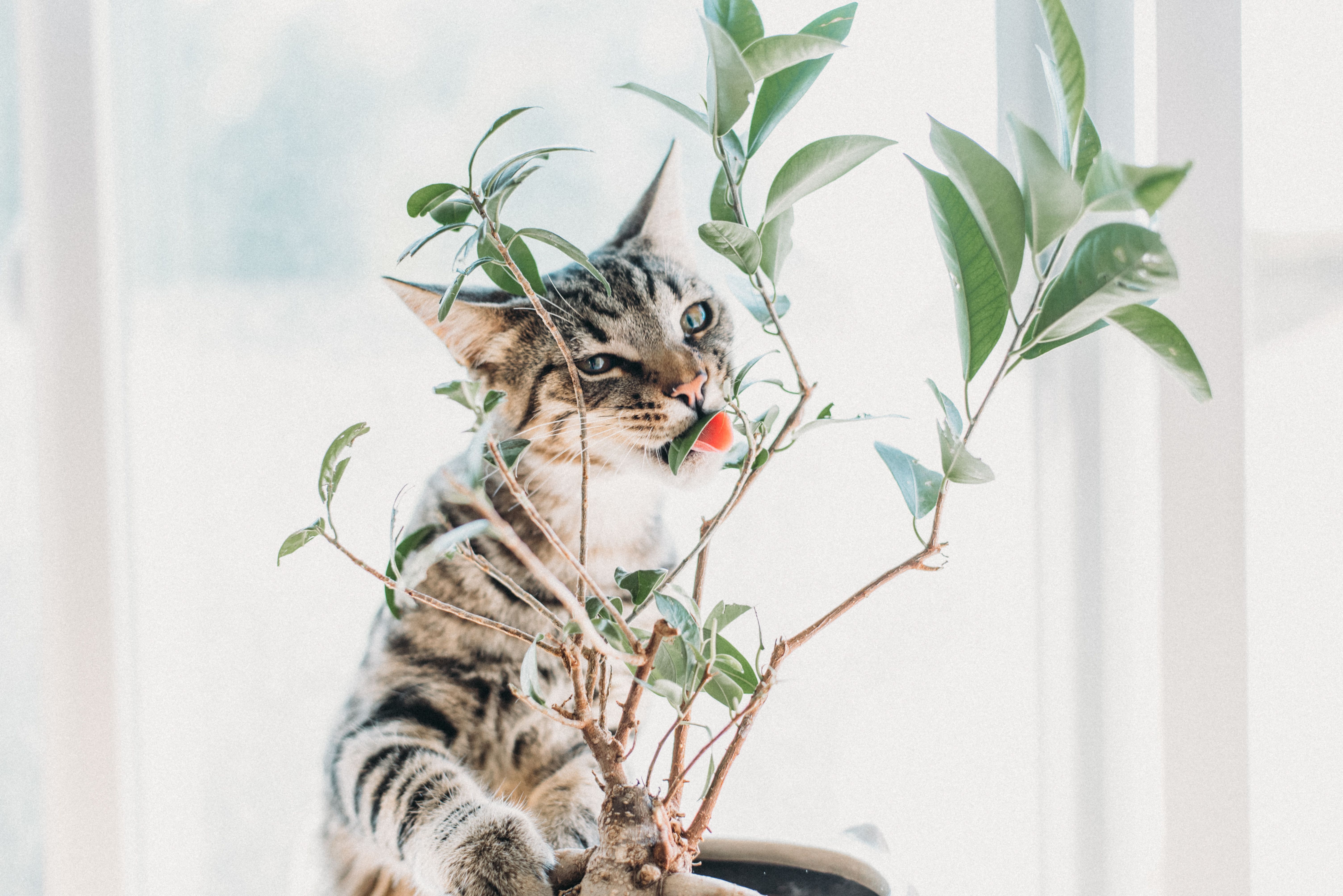 Estudo indica que gatos com dieta vegana são mais saudáveis