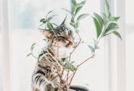 Estudo indica que gatos com dieta vegana são mais saudáveis