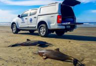 Golfinhos mortos no litoral de SP tinham lixo e material de pesca no estômago