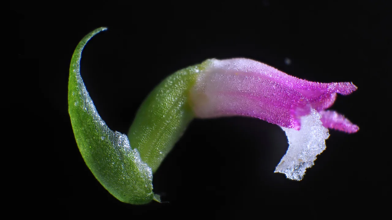 Nova espécie de orquídea descoberta no Japão