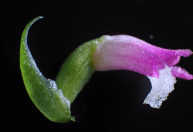 Nova espécie de orquídea com “pétalas de vidro” é descoberta no Japão