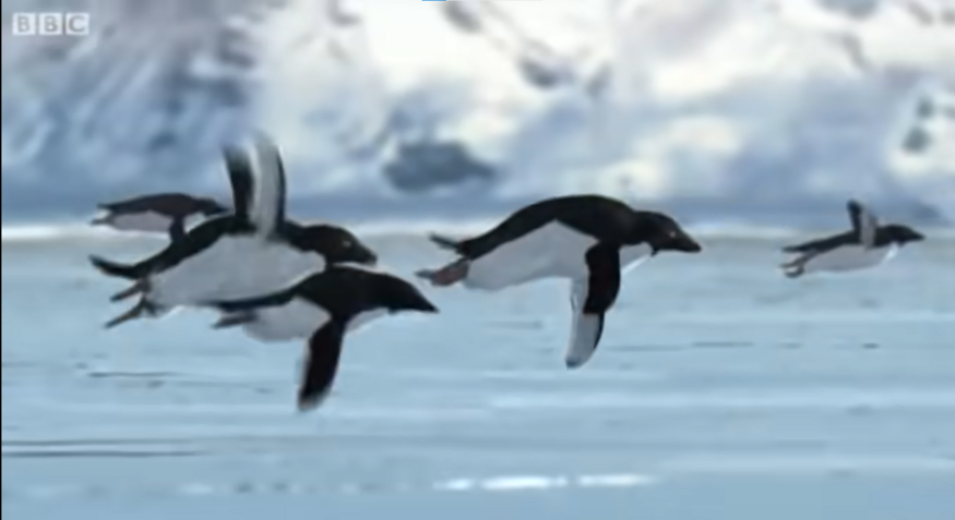 Vídeo "Flying Penguin" pregou uma peça nos espectadores da BBC em 2008 / Reprodução/YouTube (BBC)
