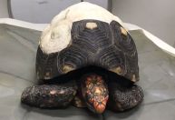 Jabuti atingido por incêndio ganha novo casco feito em impressora 3D