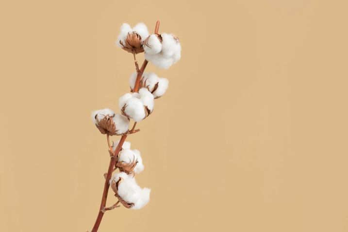 / Entenda como as matérias-primas são escolhidas na moda sustentável - Imagem: Shutterstock / Arkhipenko Olga
