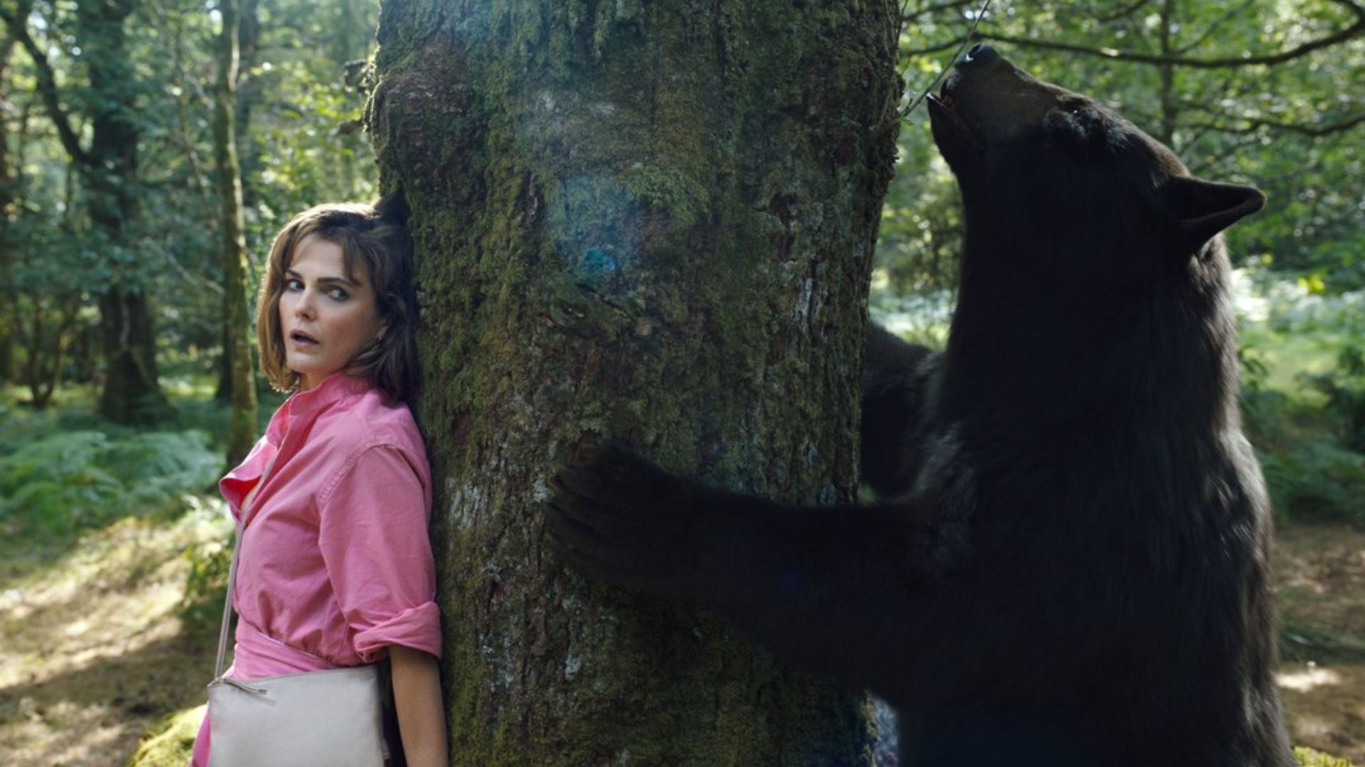 o-urso-do-po-branco