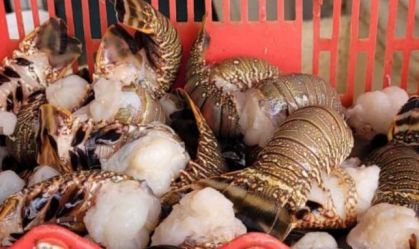 PF faz megaoperação contra venda ilegal de lagosta em três estados do litoral nordestino