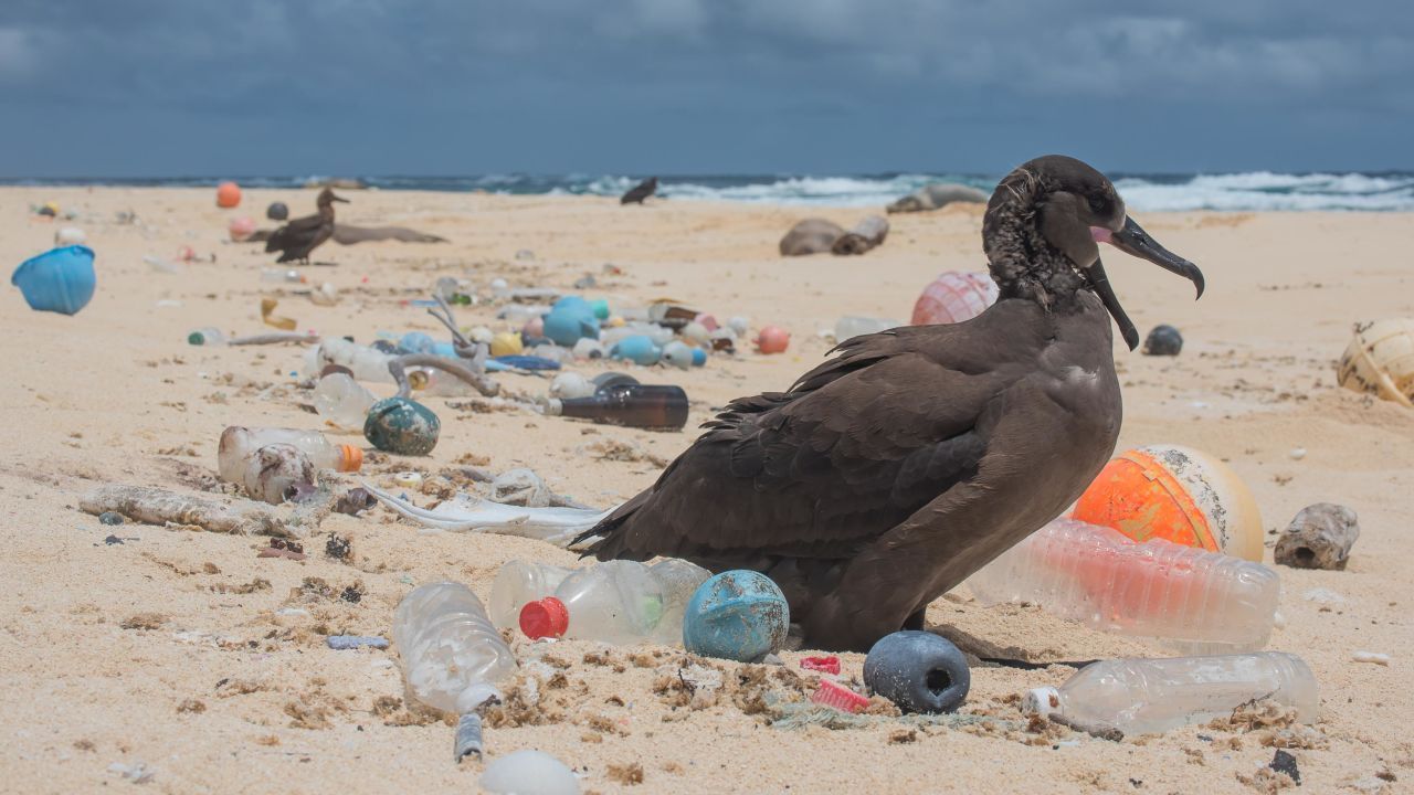 Um pássaro é cercado por plástico oceânico nas ilhas havaianas do noroeste / Matthew Chauvin/The Ocean Cleanup