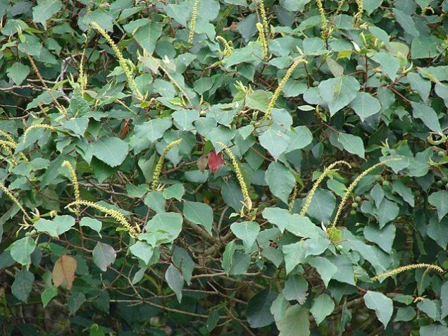 As flores do tipo "poplar" podem ser uma das explicações para o fenômeno / Wikimedia Commons