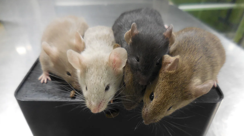 ratinhos