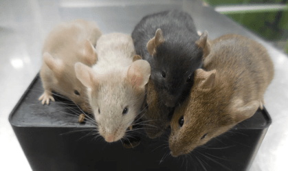 ratinhos