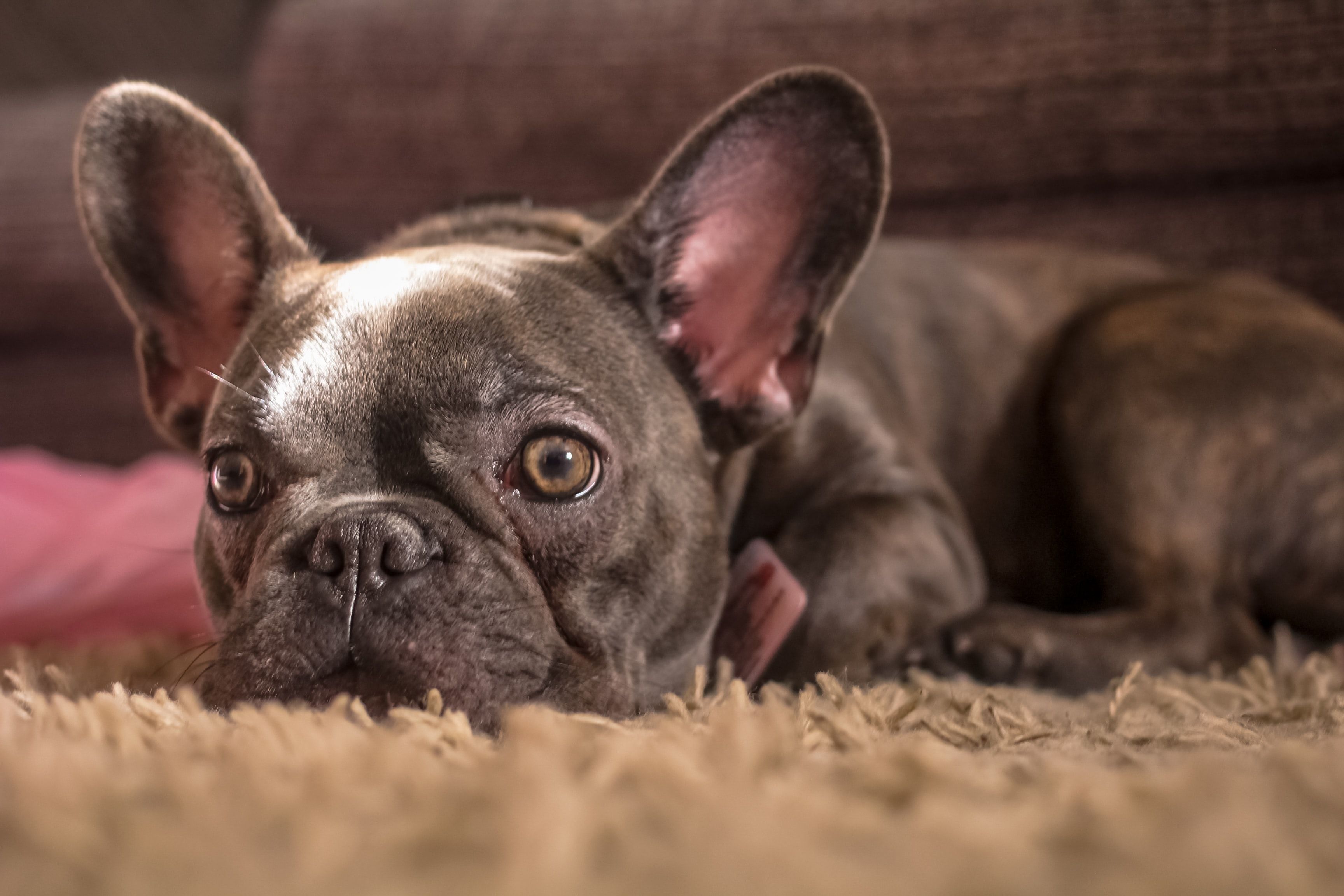 Buldogue Francês / Unsplash