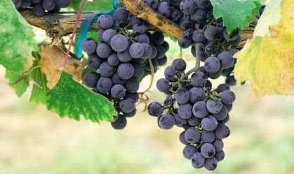 uvas_unsplash
