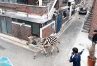 Zebra à solta “passa a perna” em funcionários de zoológico em Seul