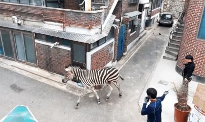 zebra foge zoologico seul