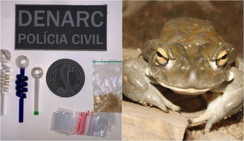 Polícia apreende substância alucinógena extraída de sapo na casa de líder espiritual