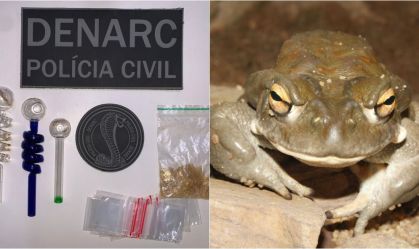 Polícia apreende substância alucinógena extraída de sapo em casa de líder espiritual