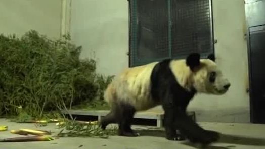 Panda Ya Ya vira símbolo da tensão entre EUA e China