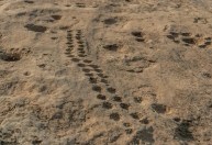 Al Jassasiya: os símbolos misteriosos encontrados esculpidos no deserto do Catar