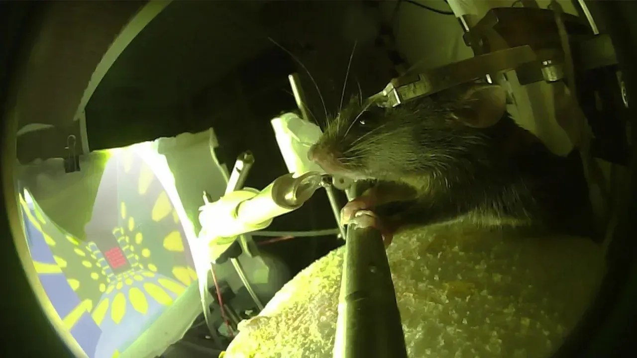 230330130223-long-term-memory-store-in-mice