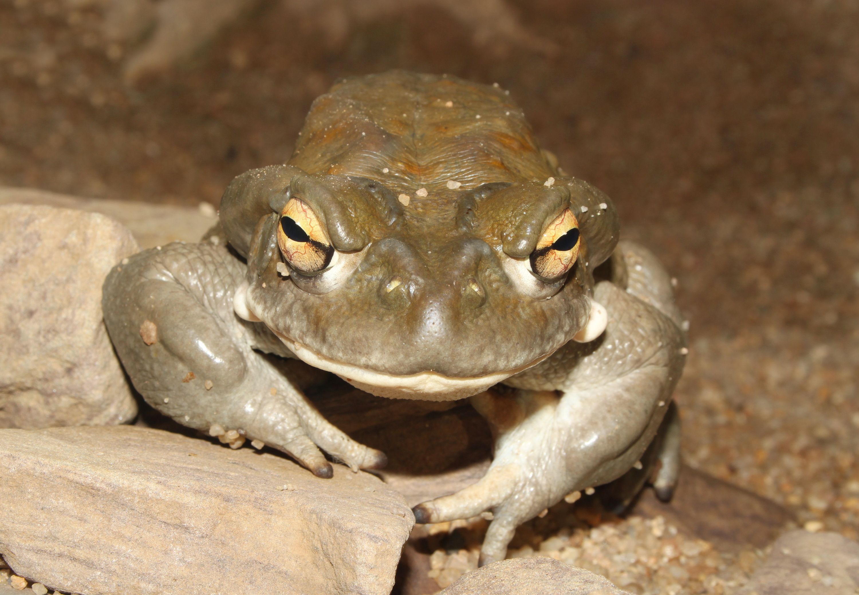 O sapo da espécie Bufo alvarius, também conhecido como Sapo do Rio Colorado, é conhecido por secretar substâncias psicoativas. / Holger Krisp