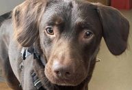 Labrador alcoólatra é o primeiro cachorro a ser tratado por vício no Reino Unido