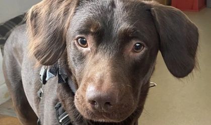 Labrador alcoólatra é o primeiro cachorro a ser tratado por vício no Reino Unido