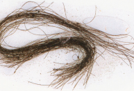 Mechas de cabelo de 3 mil anos contêm pistas mais antigas sobre o uso de drogas psicoativas na Europa