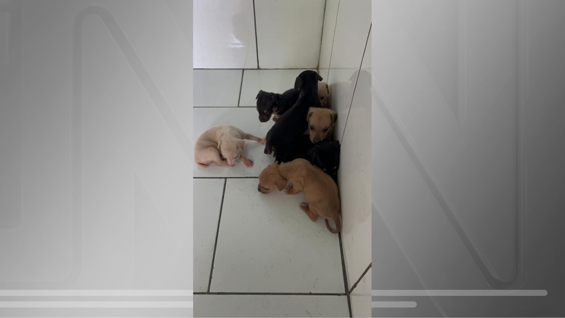 HOMEM É AUTUADO EM R$ 21 MIL POR ABANDONAR SETE FILHOTES DE CACHORRO EM ROSANA