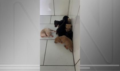 HOMEM É AUTUADO EM R$ 21 MIL POR ABANDONAR SETE FILHOTES DE CACHORRO EM ROSANA
