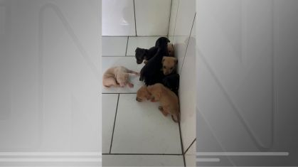 HOMEM É AUTUADO EM R$ 21 MIL POR ABANDONAR SETE FILHOTES DE CACHORRO EM ROSANA