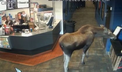 "Faminto por pipoca", alce filhote invade cinema nos EUA; veja momento