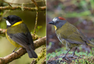 Duas novas espécies de aves venenosas da Nova Guiné são identificadas