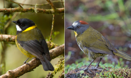 Duas novas espécies de aves venenosas da Nova Guiné são identificadas