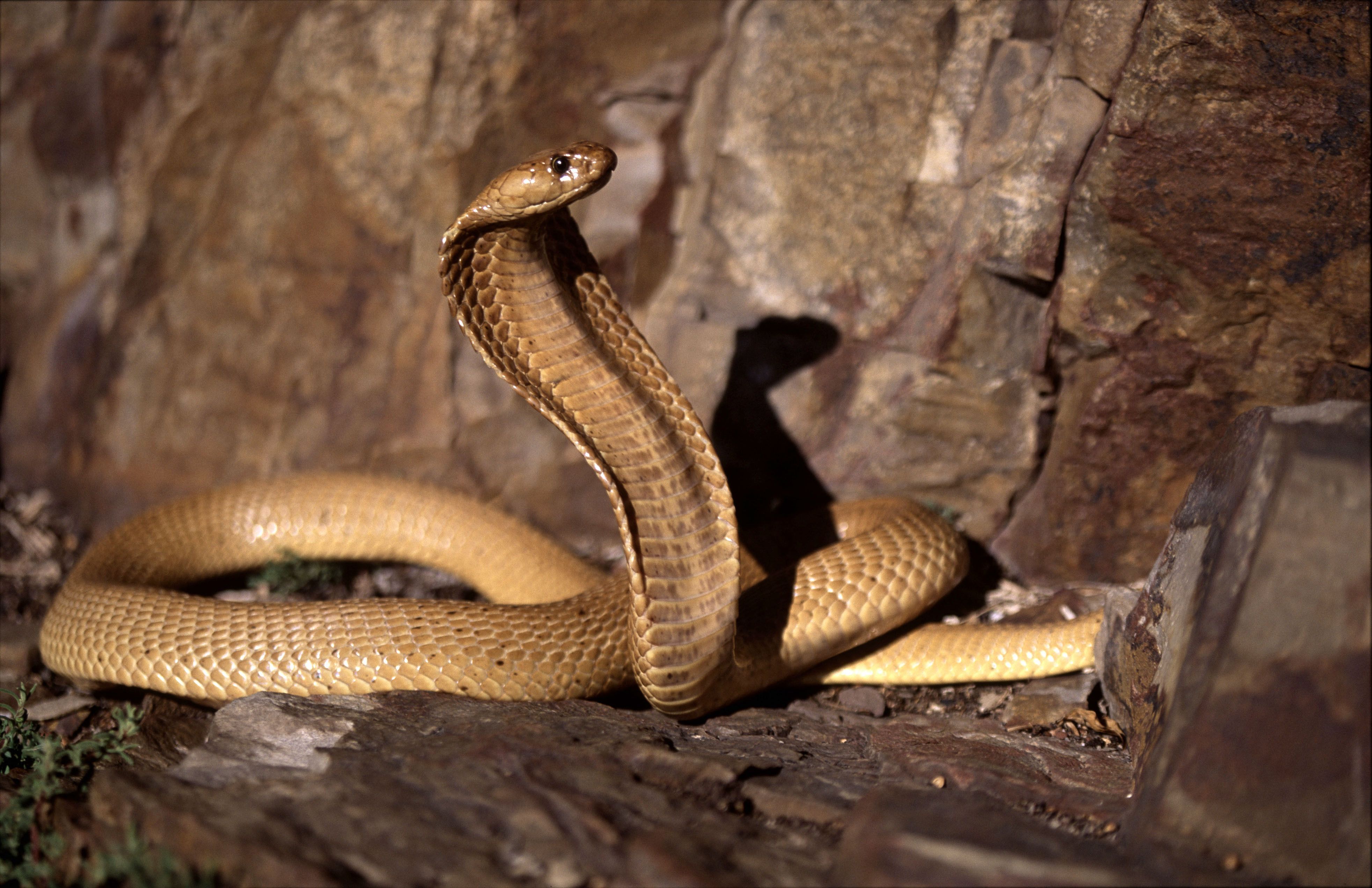 Cape Cobra, Naja nivea, cobra-do-cabo