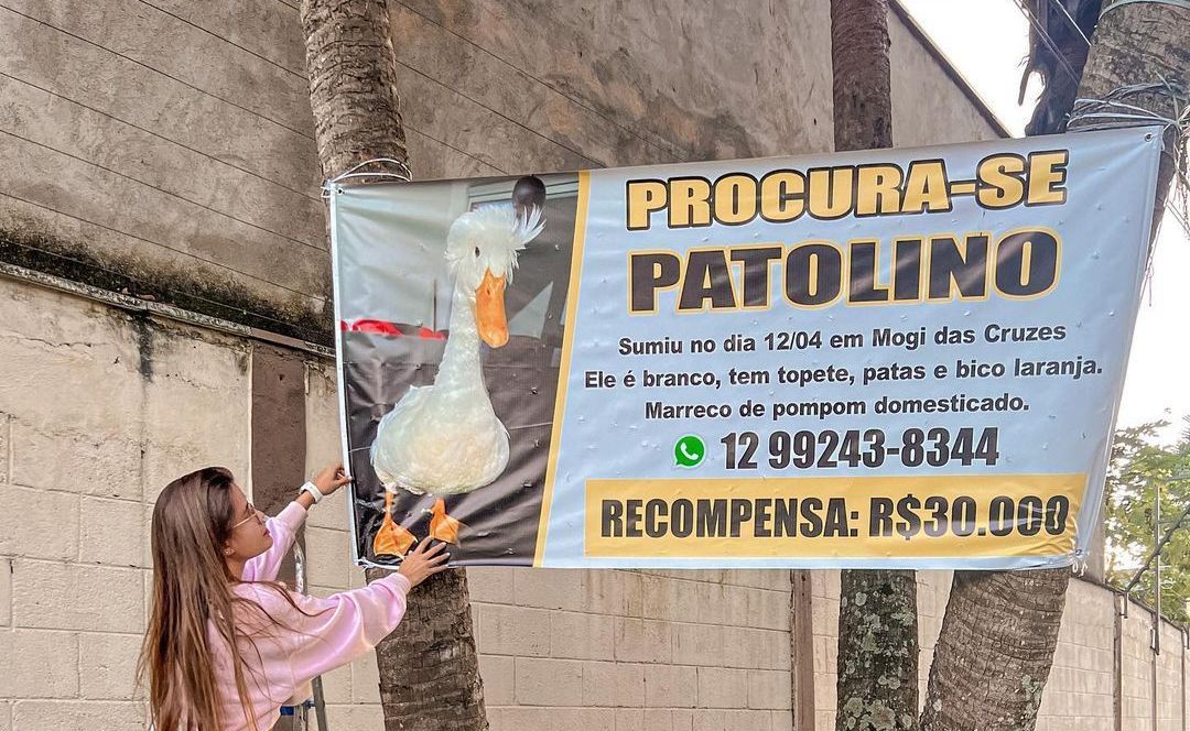 pato desaparecido