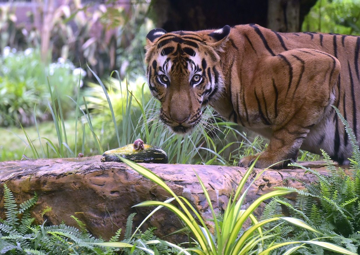 Índia criou mais de 50 áreas de proteção para os tigres no país / Anshuman Poyrekar/Hindustan Times via Getty Images