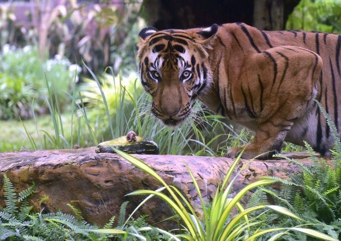 Índia criou mais de 50 áreas de proteção para os tigres no país / Anshuman Poyrekar/Hindustan Times via Getty Images