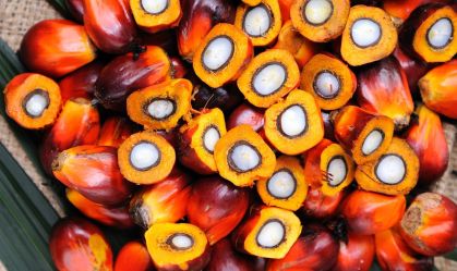 A importância da biotecnologia para o desenvolvimento da Amazônia