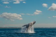 Crise climática afeta baleias-jubarte e o equilíbrio dos oceanos