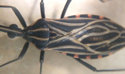 Projeto busca tratar doença de Chagas perto da casa dos pacientes