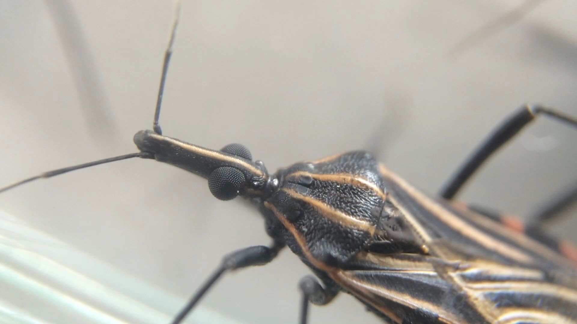Transmissão acontece pelas fezes de parasitos infectados, após picada pelo inseto barbeiro / Josué Damacena/IOC/Fiocruz