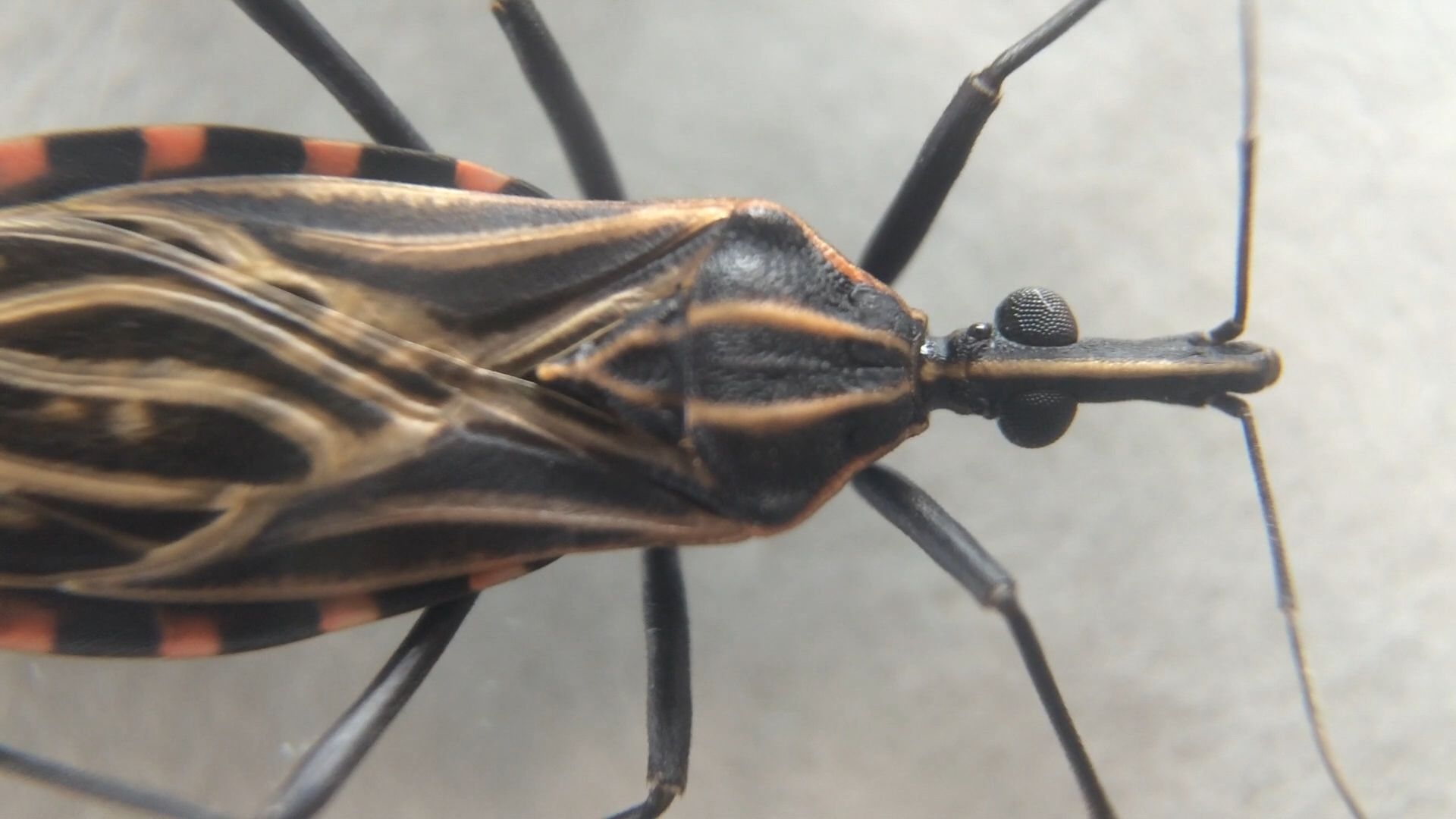 Barbeiro inseto | doença de Chagas | Fundação Oswaldo Cruz (Fiocruz)
